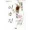 들꽃(단편)